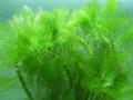 Akváriumi növények - Limnophila aquatica